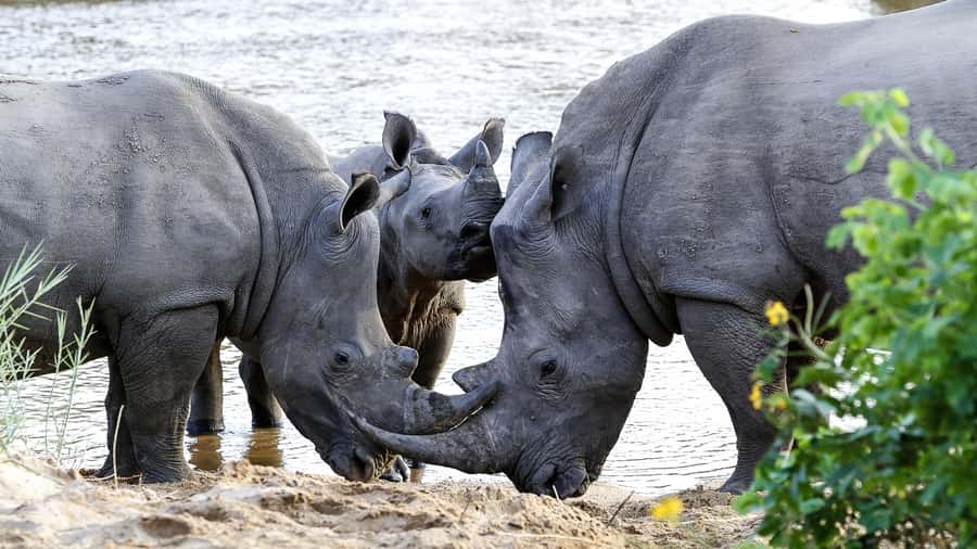 Hazyview: Private Full-Day Guided Kruger Safari - Breakfast breaks up the long morning