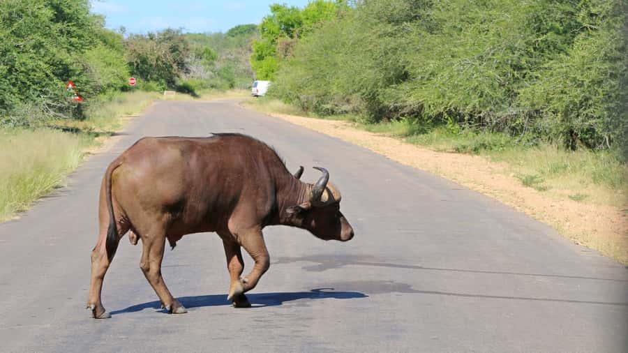 Hazyview: Private Full-Day Guided Kruger Safari - Rivers, mountain areas, and the second drive