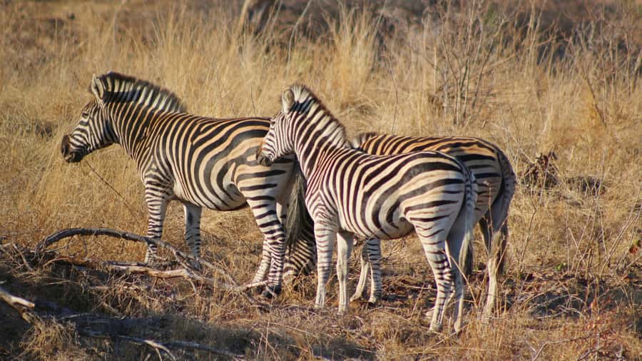 Hazyview: Private Full-Day Guided Kruger Safari - Guides who shape the day