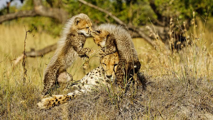 Hazyview: Private Full-Day Guided Kruger Safari - What to pack and what to expect physically