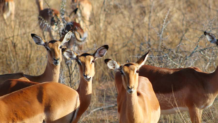 Hazyview: Private Full-Day Guided Kruger Safari - Where the price makes sense