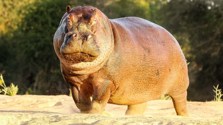 Hazyview: Private Full-Day Guided Kruger Safari - Who should book this Kruger safari?