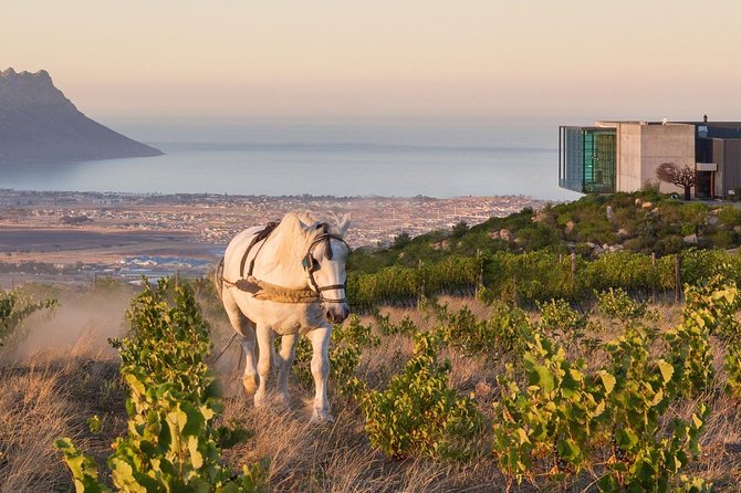 Helderberg Valley Winelands Day Tour with Private Transfer - Why Helderberg makes a fine wine day