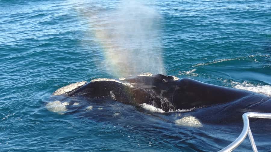 Hermanus: Boat Based Whale Watching Experience - Key points to know before you go