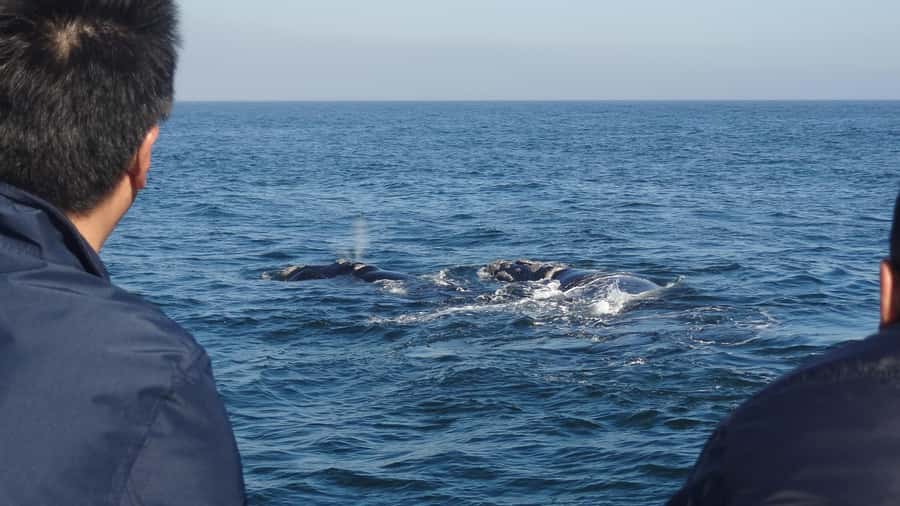 Hermanus: Boat Based Whale Watching Experience - Why Hermanus is a strong place for whale watching