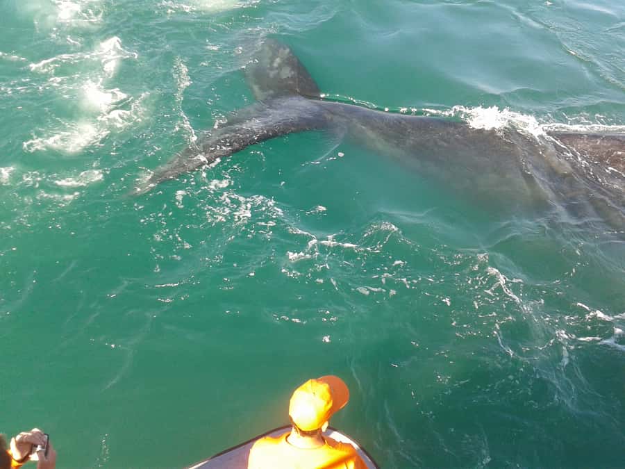 Hermanus: Boat Based Whale Watching Experience - The 90-minute cruise and what you see