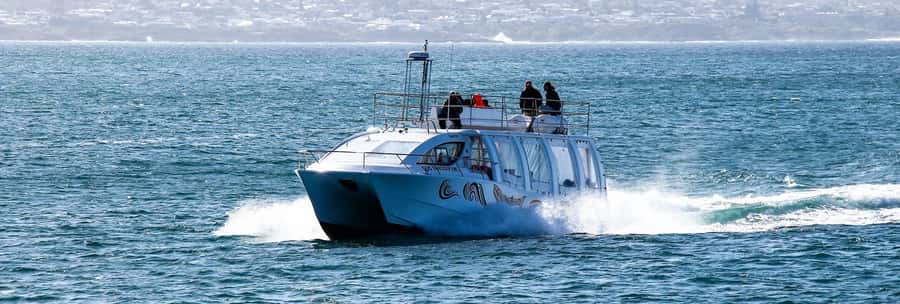 Hermanus: Boat Based Whale Watching Experience - Is $93 good value?