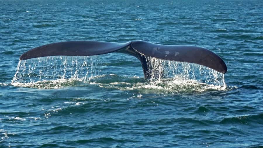 Hermanus: Boat Based Whale Watching Experience - Who should book this trip?