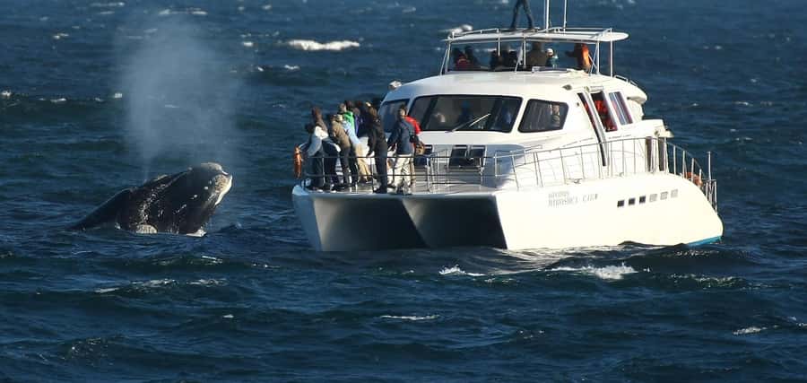 Hermanus: Whale and Dolphin Watching Boat Trip - Key points to know before you book