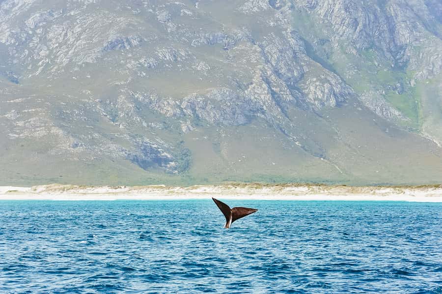 Hermanus: Whale and Dolphin Watching Boat Trip - Leaving Hermanus for Walker Bay