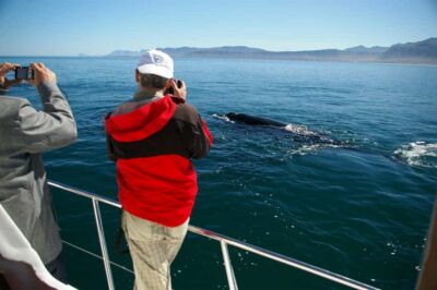 Whale and Dolphin Watching Boat Trip