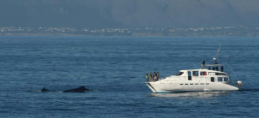 Hermanus: Whale and Dolphin Watching Boat Trip - Bryde’s whales, dolphins, and seals