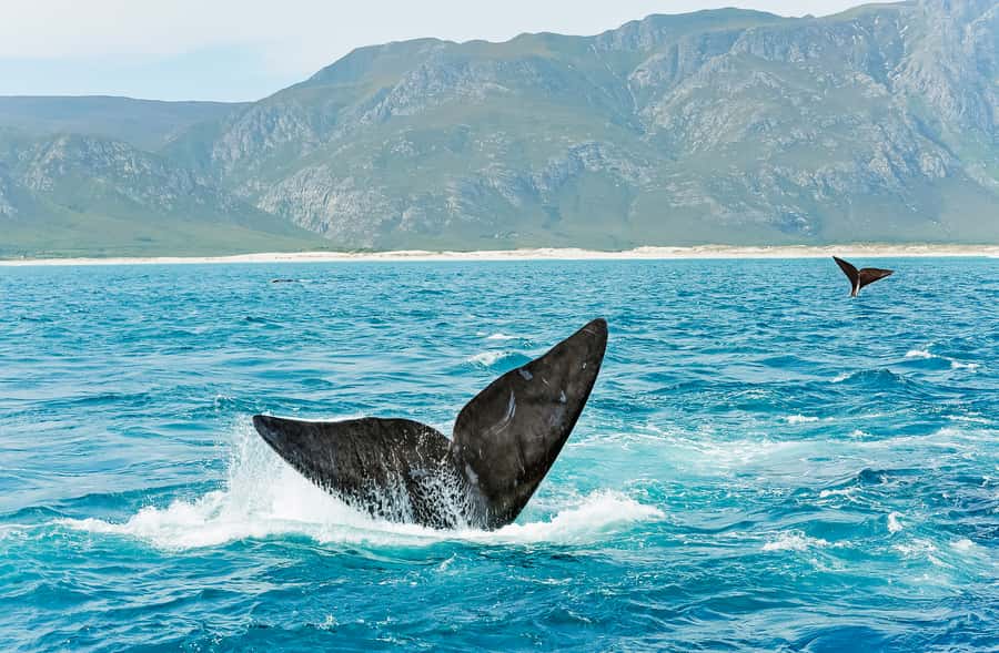 Hermanus: Whale and Dolphin Watching Boat Trip - Refreshments and the extra video