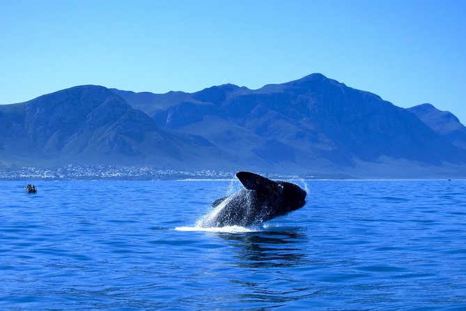 Hermanus Whale Coast Wine Tour (Cape To Grape Wine Tours) - Hamilton Russell begins the wine tasting