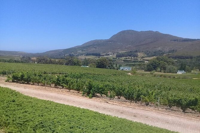 Hermanus Whale Coast Wine Tour (Cape To Grape Wine Tours) - Hermanus closes the day with whales and local history