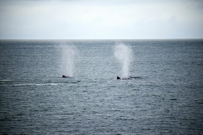 Hermanus Whale Watching and Wine Tasting - Two hours around the Hermanus Waterfront