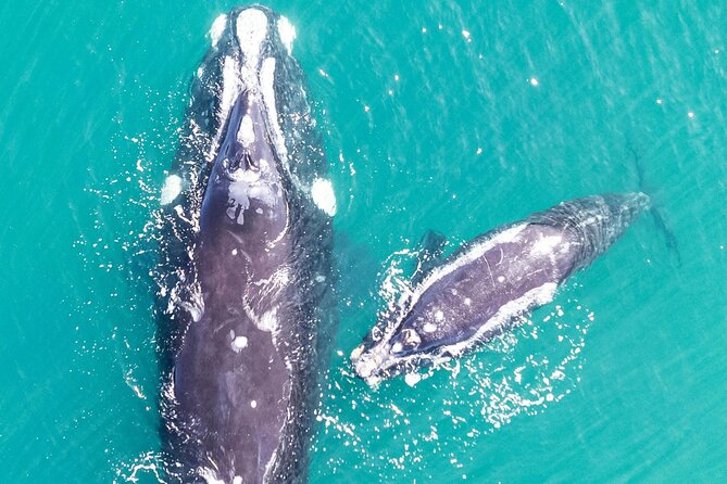 Hermanus Whale Watching and Wine Tasting - Benguela Cove’s wine and Walker Bay setting