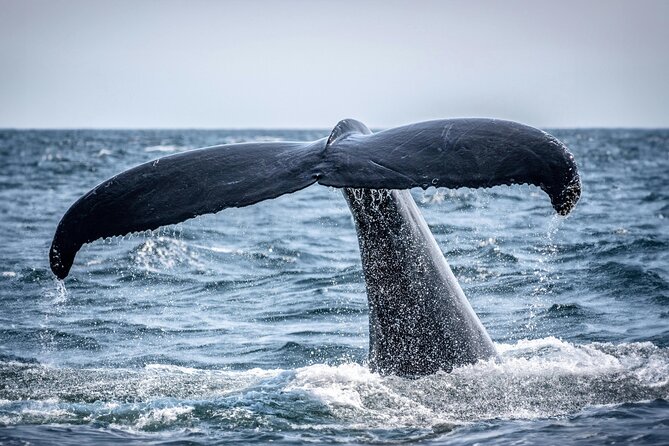 Hermanus Whale Watching and Wine Tasting - Who should book this Cape Town excursion?