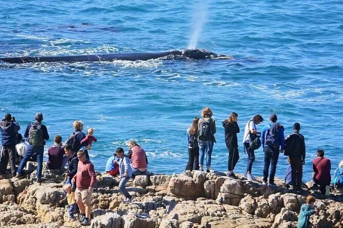 Hermanus Whale Watching and Wine Tasting Private Tour - Why this Hermanus day trip works so well