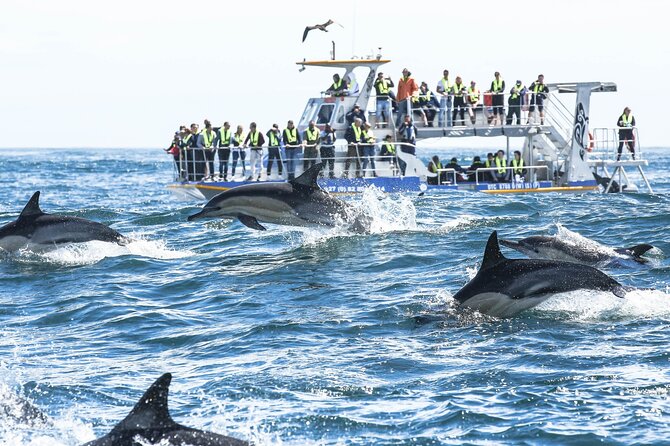 Hermanus Whale Watching and Wine Tasting Private Tour - Lunch at Lemonicious