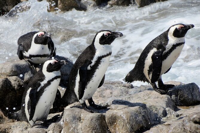 Hermanus Whale Watching and Wine Tasting Private Tour - African penguins at Stony Point