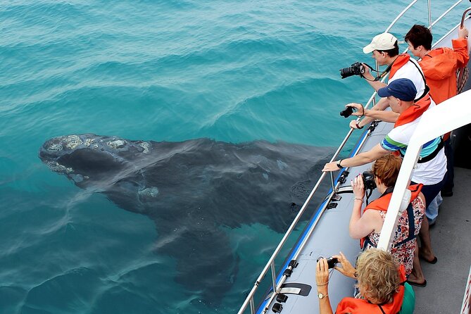 Hermanus Whale Watching and Wine Tasting Private Tour - Three hours on Hermanus Bay
