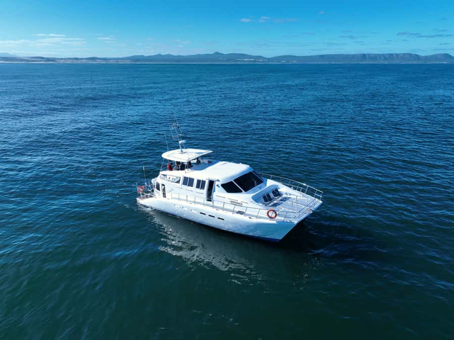 Hermanus: Whale Watching and Wine Testing - Key points to know before you book