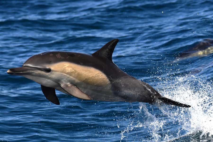 Hermanus: Whale Watching and Wine Testing - A full day from Cape Town to Walker Bay