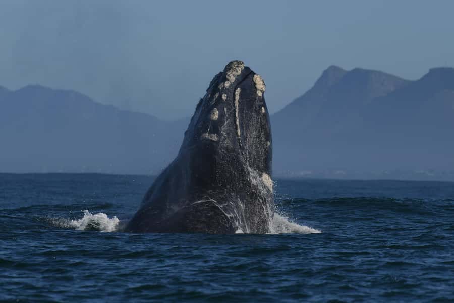 Hermanus: Whale Watching and Wine Testing - The Walker Bay boat trip