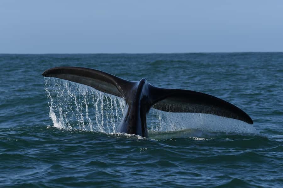 Hermanus: Whale Watching and Wine Testing - Lunch at the Hermanus Waterfront