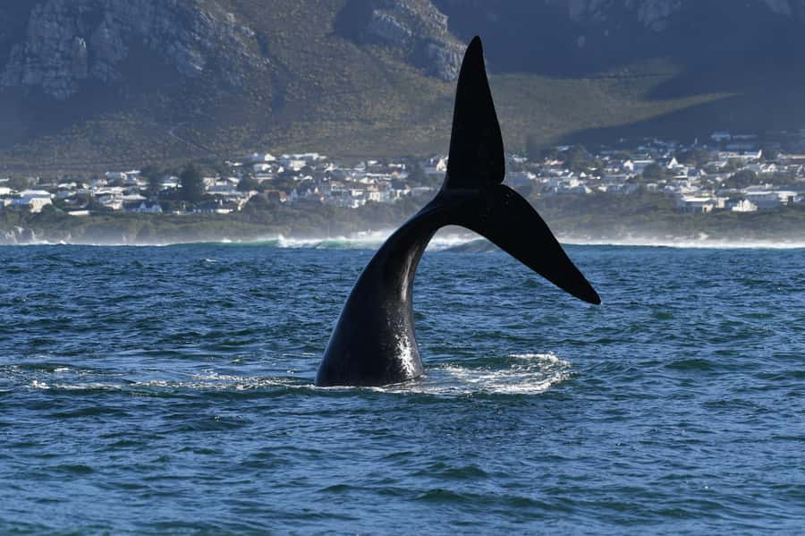 Hermanus: Whale Watching and Wine Testing - Private pickup from Cape Town hotels