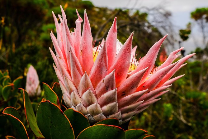 Hike Table Mountain via the India Venster trail - Reaching the summit plateau