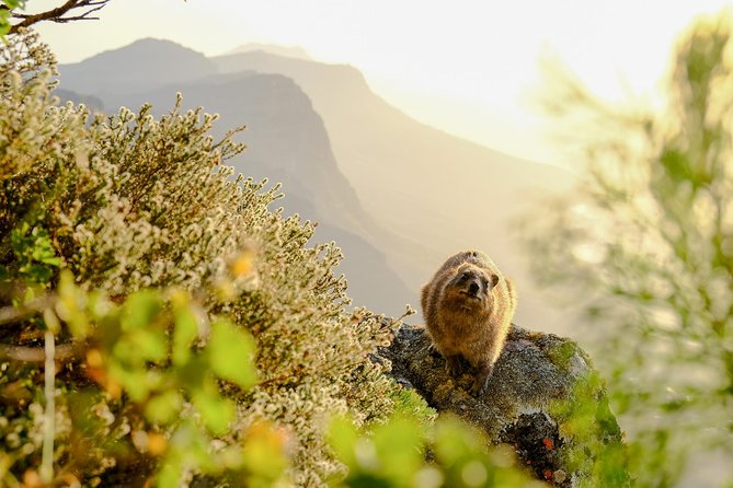 Hike Table Mountain via the India Venster trail - Why the cable car down is part of the plan