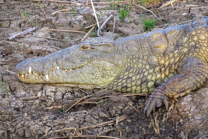 Hippo and Croc Boat Cruise in Saint Lucia with collection - What happens during the two-hour cruise