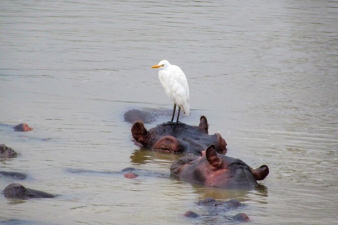 Hippo and Croc Boat Cruise in Saint Lucia with collection - A small boat with a personal feel