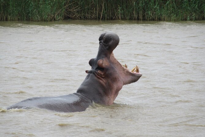 Hippo and Croc Boat Cruise in Saint Lucia with collection - Is $25.88 good value?
