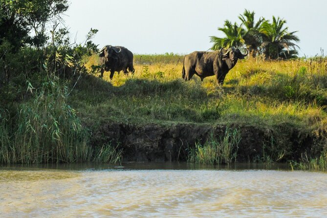 Hippo and Croc Boat Cruise in Saint Lucia with collection - Who will enjoy this cruise most?