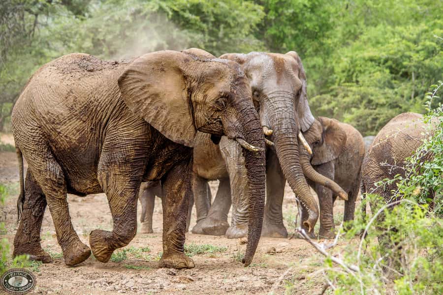 Hluhluwe-Imfolozi: Big 5 Full or Half-Day Safari - Key points at a glance