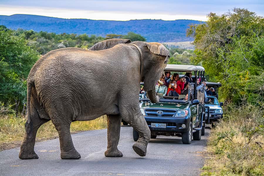 Hluhluwe-Imfolozi: Big 5 Full or Half-Day Safari - Why Hluhluwe-Imfolozi makes a strong safari choice