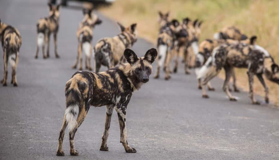 Hluhluwe-Imfolozi: Big 5 Full or Half-Day Safari - Big 5 sightings and smaller surprises