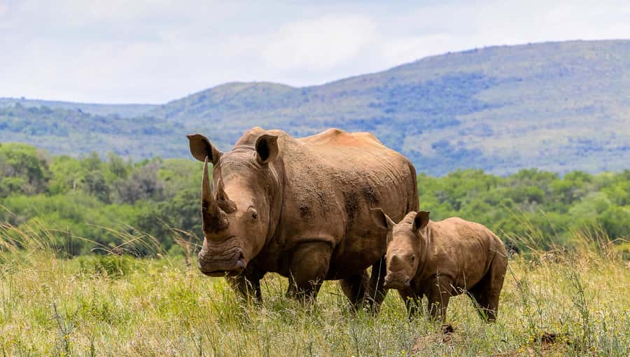 Hluhluwe-Imfolozi: Big 5 Full or Half-Day Safari - Bush breakfast and the South African braai