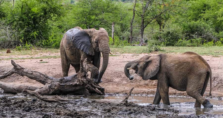 Hluhluwe-Imfolozi: Big 5 Full or Half-Day Safari - What the $87 price really buys