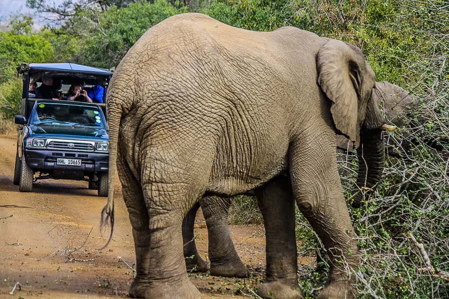Hluhluwe-Imfolozi: Big 5 Full or Half-Day Safari - Comfort, safety, and the practical details