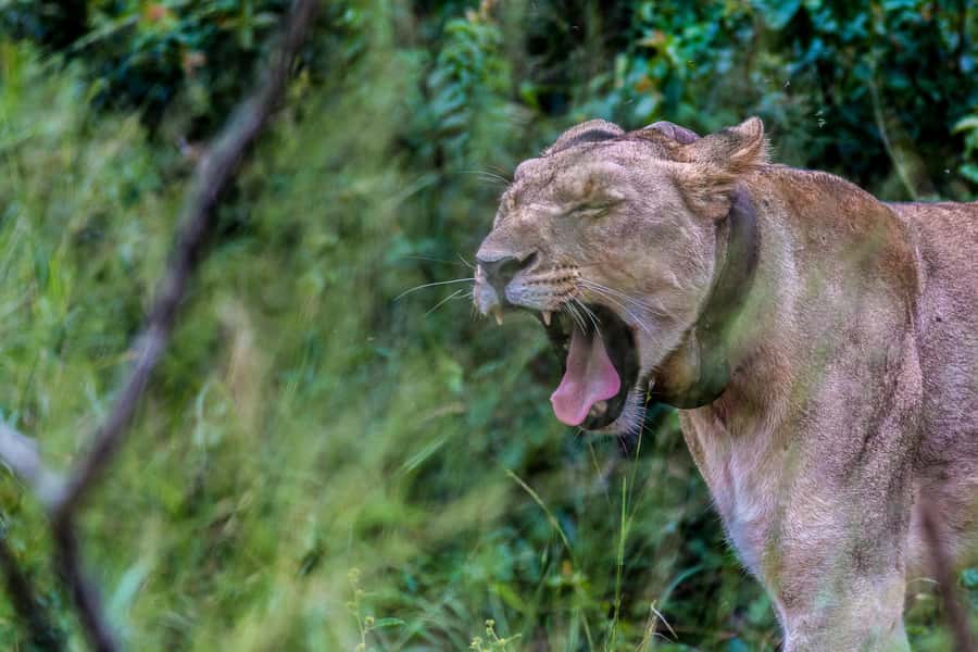 Hluhluwe-Imfolozi: Big 5 Full or Half-Day Safari - Who will enjoy this safari most
