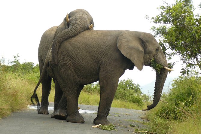 Hluhluwe Imfolozi Big 5 Reserve day Safari from Durban - What the 6 a.m. departure means for you