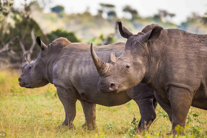 Hluhluwe-Imfolozi Park Full Day Big 5 Safari Tour - Why the early start matters at Hluhluwe-Imfolozi