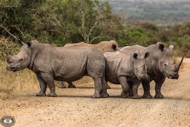 Hluhluwe-Imfolozi Park Full Day Big 5 Safari Tour - The park’s rhino story adds meaning