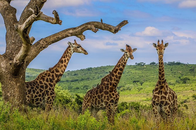 Hluhluwe-Imfolozi Park Full Day Big 5 Safari Tour - Is the $96.05 price good value?