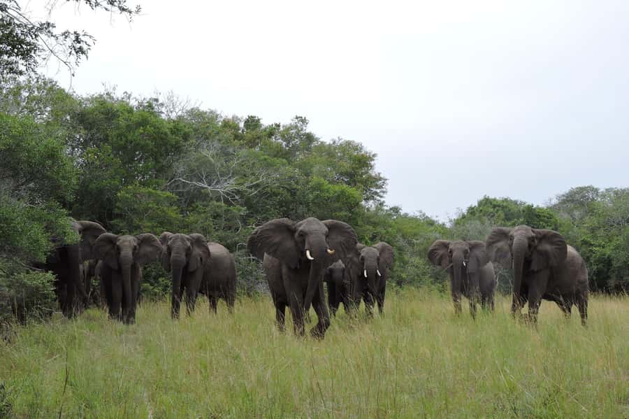 Hluhluwe-iMfolozi Park - Open Safari Vehicle Game Drives - Key points at a glance