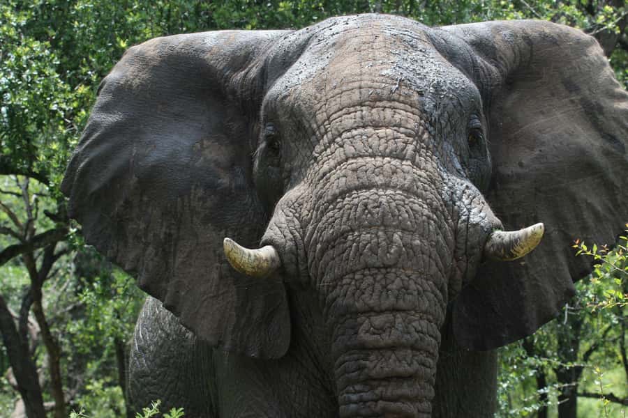 Hluhluwe-iMfolozi Park - Open Safari Vehicle Game Drives - What the open vehicle changes
